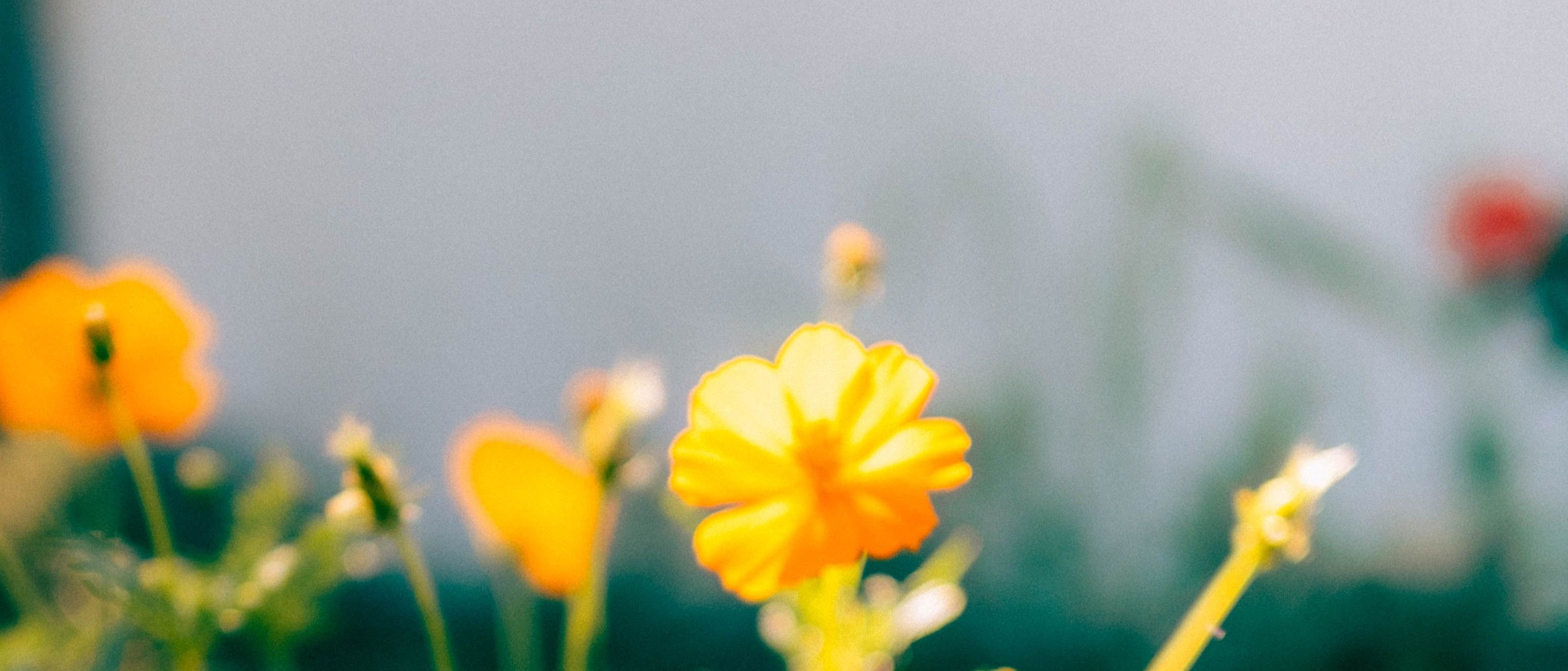 background_photo