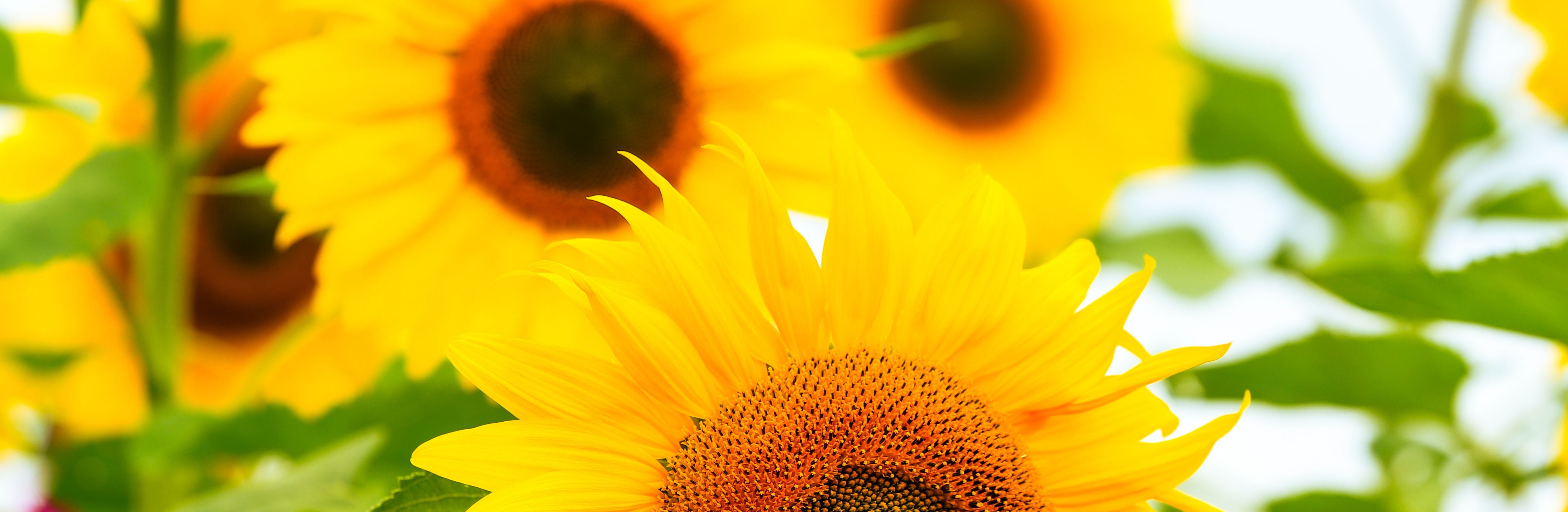 background_photo